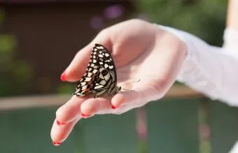 Hands open, releasing a flutter of butterflies, symbolizing the freedom and joy found in giving
